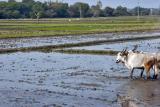 Rice Paddies