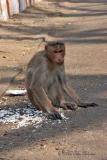 Monkey III