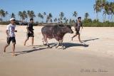 Jogging with Water Buffalo II