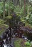 White Cedar Swamp 1