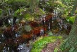 White Cedar Swamp 2