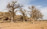 Baobab Trees