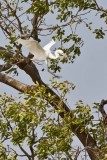 Great White Egret