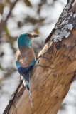 Abyssinian Roller