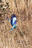 Abyssinian Roller in Flight