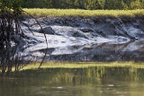 Mangrove Mud Bank