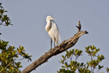 Great White Egret