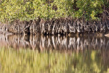 Mangrove Roots with Oyster Shells