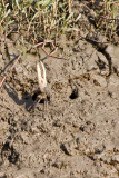 Fiddler Crab