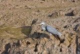 Western Reef Heron