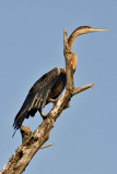 African Darter