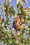 Red Colobus Monkey