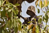 Man Tapping a Tree to Make Palm Wine