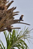 Blue-breasted Roller