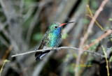 Male Broad-billed