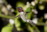 Male Anna looking for a snack