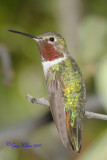 Male Broad-Tailed