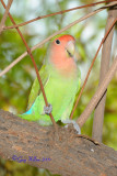 Peach-Faced Lovebird