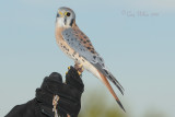 Kestral Hawk