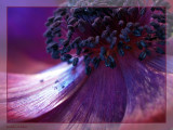 Anemone