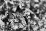 CRW_6748.jpg