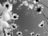 daisy daya bw.jpg