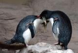 Pinguin-Gefiederpflege.jpg