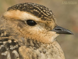 Morinelplevier - Dotterel - Charadrius morinellus