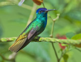 Bronsstaart-saffierkolibrie - Golden-tailed Sapphire - Chrysuronia oenone