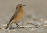 Tapuit - Wheatear - Oenanthe oenanthe