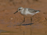 Grijze Strandloper - Semipalmated Sandpiper - Calidris pusilla