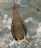 Bruine Gent - Brown Booby - Sula leucogaster