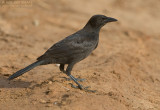 Caribische Troepiaal - Carib Grackle - Quiscalus lugubris