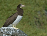 Bruine Gent - Brown Booby - Sula leucogaster