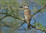 Roestkeel-baardkoekoek - Two-banded Puffbird - Hypnelus bicinctus stoicus