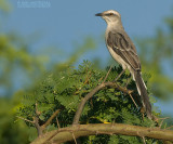 Tropische Spotlijster - Tropical Mockingbird - Mimus gilvus