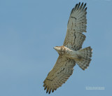 Slangenarend - Short-toed Eagle - Circaetus gallicus