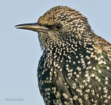 Spreeuw - Starling - Sturnus vulgaris