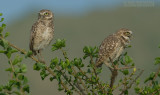 Holenuil - Burrowing Owl - Athene cunicularia brachyptera