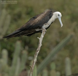 Amerikaanse Fregatvogel - Magnificent Frigatebird - Fregata magnificens
