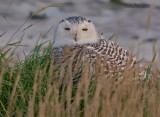Sneeuwuil - Snowy Owl -  Bubo scandiacus