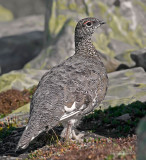 Alpensneeuwhoen - Rock Ptarmigan - Lagopus mutus