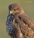 Buizerd - Buzzard - Buteo buteo