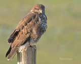 Buizerd - Buzzard - Buteo buteo