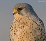 Torenvalk - Common Kestrel - Falco tinuncullus
