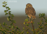 Holenuil - Burrowing Owl - Athene cunicularia brachyptera