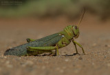 Reuzen sprinkhaan - Giant South American Grasshopper - Tropidacris violaceus