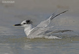 Amerikaanse Grote Stern - Cabots Tern - Sterna acuflavida