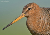 Grutto - Blacktailed Godwit - Limosa limosa