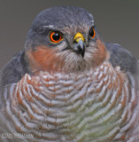 Sperwer - Sparrowhawk - Accipiter nisus